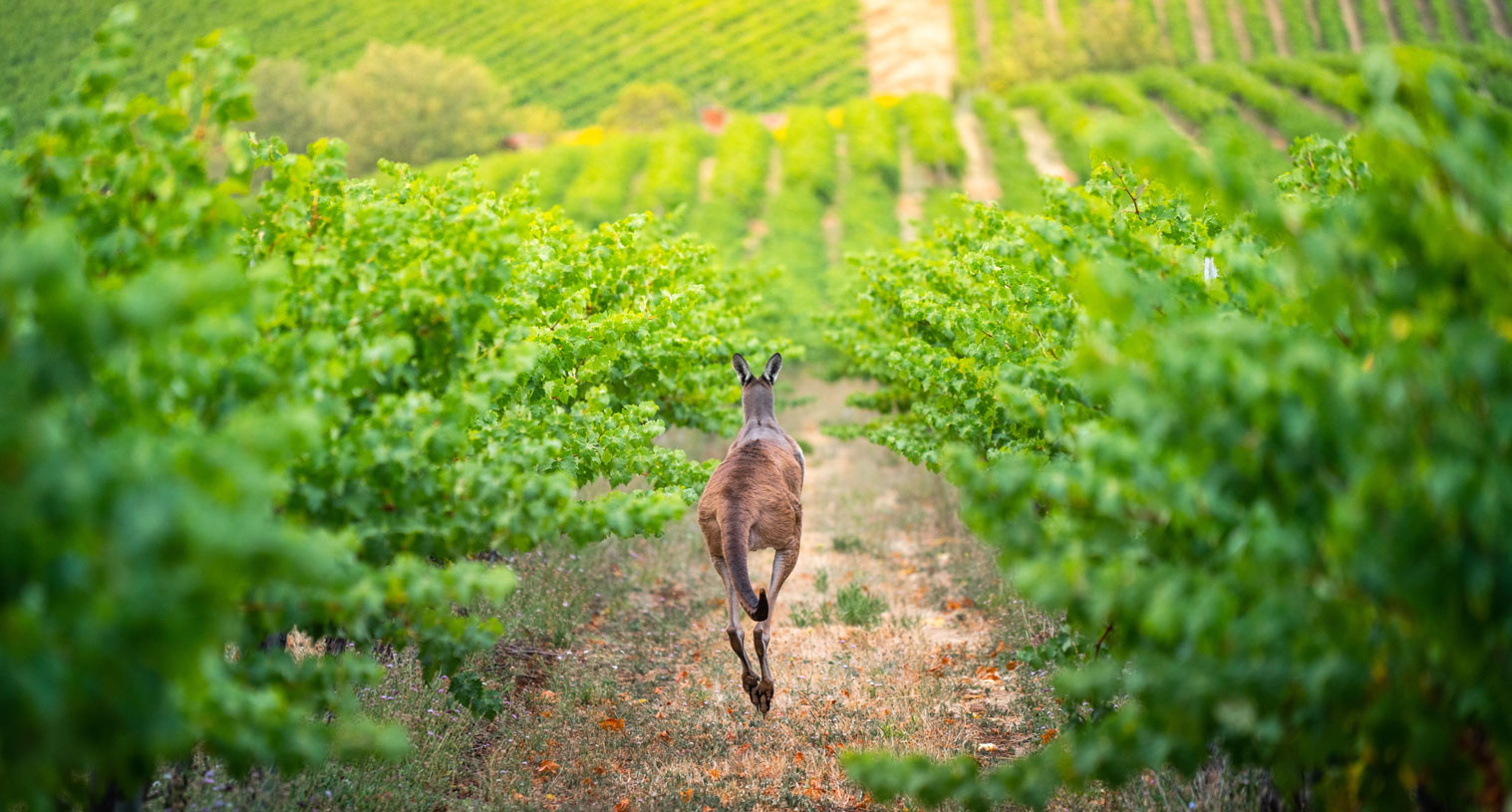 vineyard-kangaroo-jump
